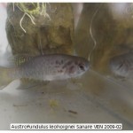 Austrofundulus leohoignei Sanare VEN 2009-02