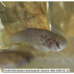 Austrofundulus leohoignei Sanare VEN 2009-02 (2)