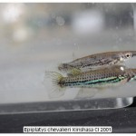 Epiplatys chevalieri Kinshasa CI 2001